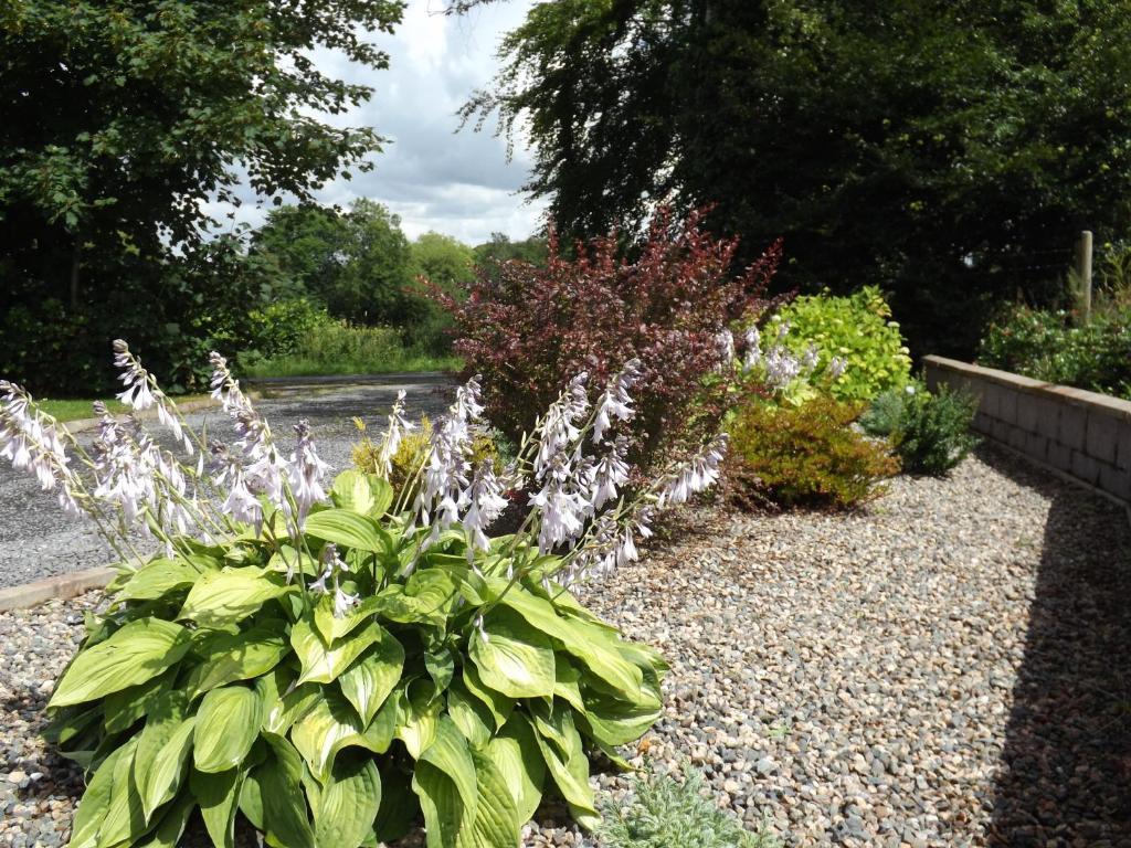 The Laurels Bed & Breakfast Lodge Omagh Exterior photo